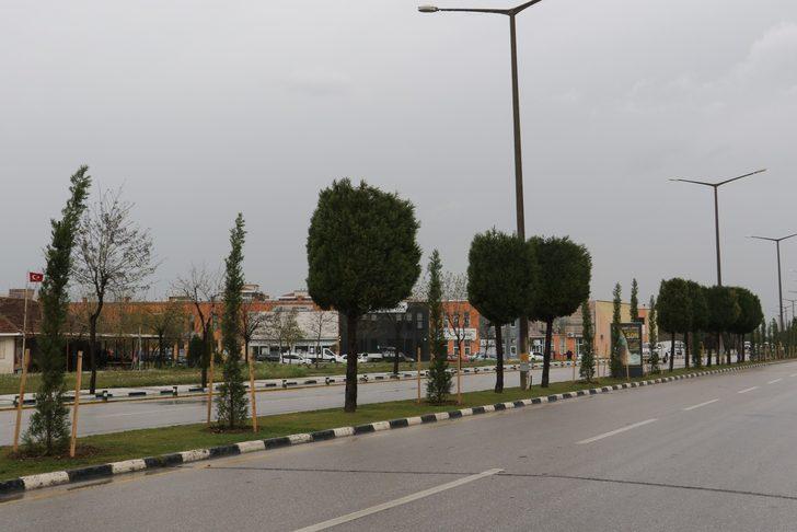 Devrilen ağaçların yerine yeni ağaçlar dikiliyor G2