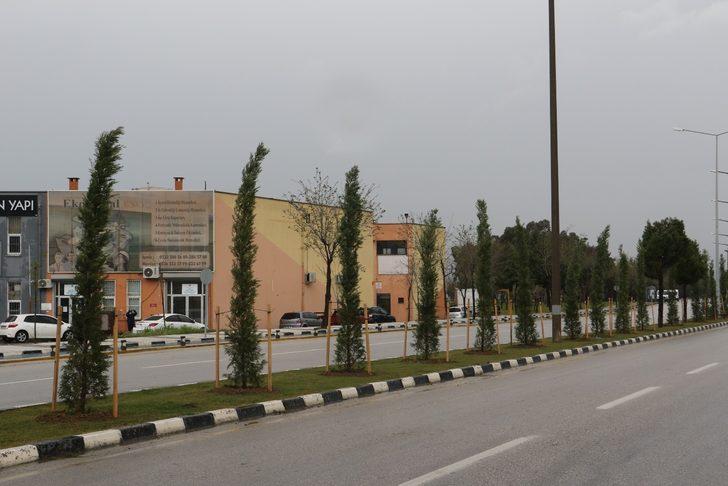 Devrilen ağaçların yerine yeni ağaçlar dikiliyor G3