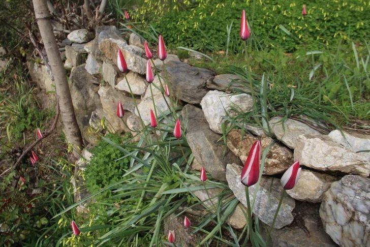 Osmanlı’nın kayıp lalesi Aydın’da bulundu G3
