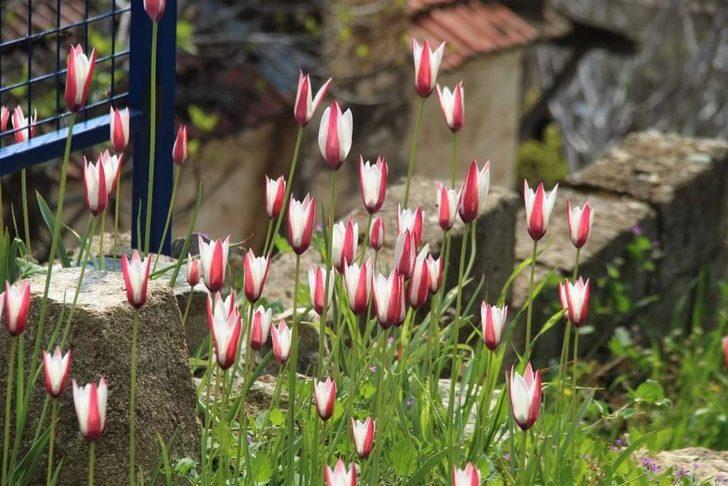 Osmanlı’nın kayıp lalesi Aydın’da bulundu G4