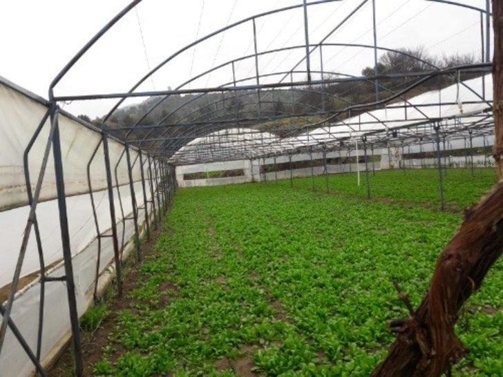 Mihalgazi’de kuvvetli rüzgar büyük hasara sebep oldu G1