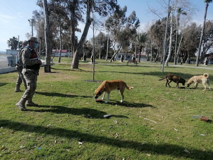 Jandarma sokak hayvanlarını unutmadı G3
