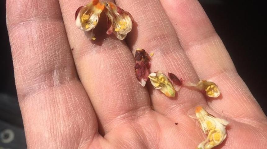 Akçadağ’da kayısıdaki zirai don hasara yol açtı