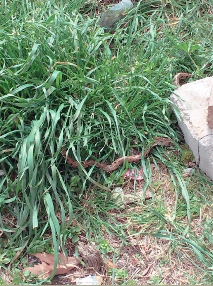 Isparta’da itfaiyeden yılan operasyonu G2