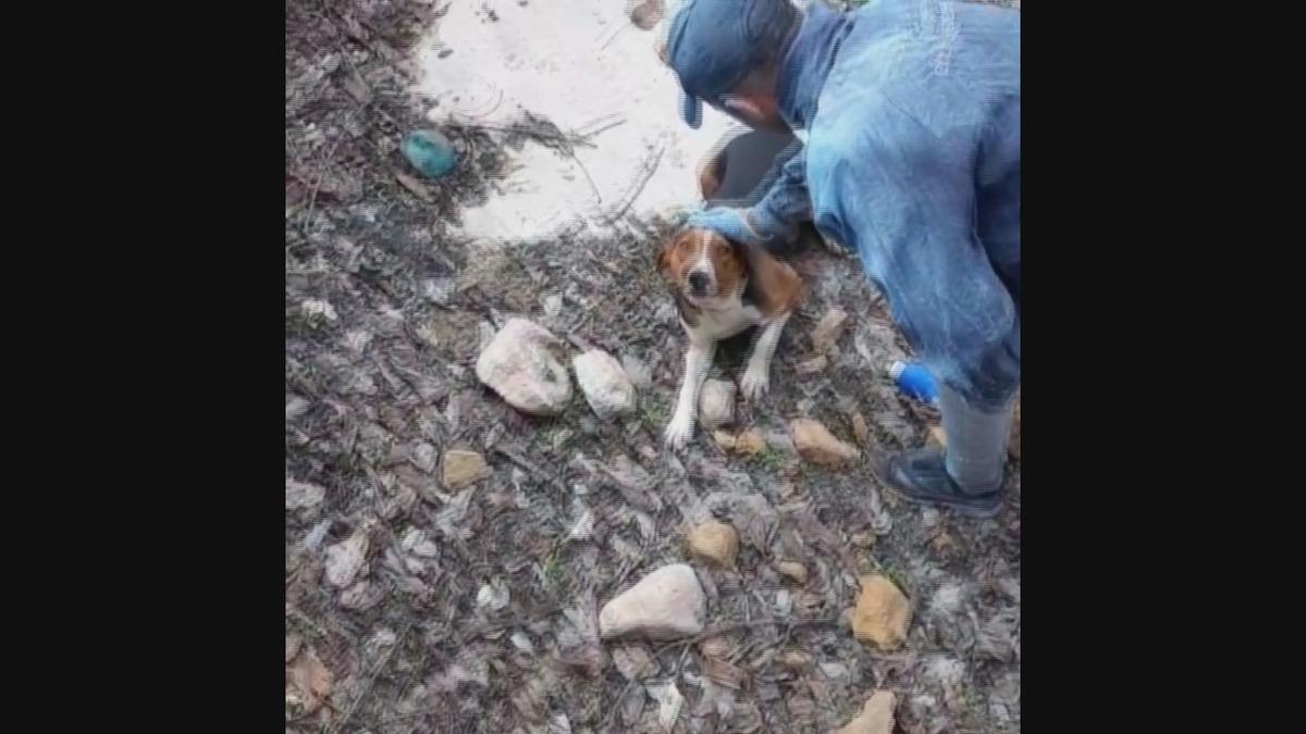 Kurtarıldıktan sonra teşekk&uuml;r eder gibi baktı