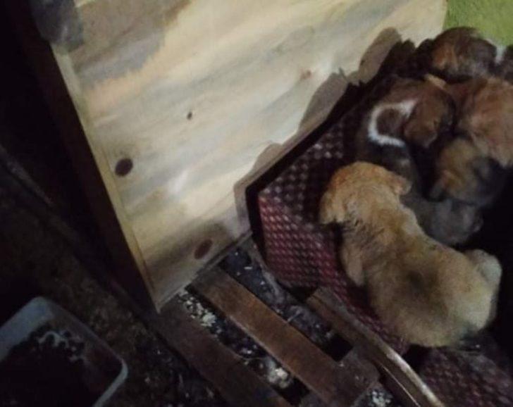 Sokak hayvanlarına bahçesinde bakıyor G2