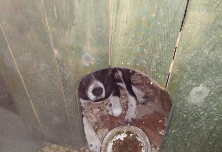 Sokak hayvanlarına bahçesinde bakıyor G4