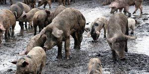 Avrupa alarm verdi! Askerler de harekete ge&ccedil;ti