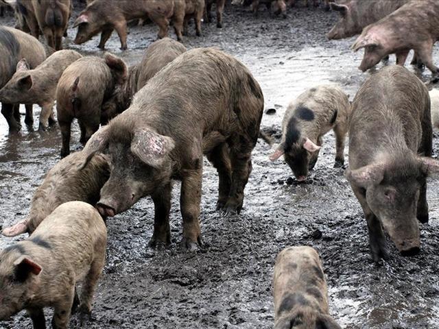 Avrupa alarm verdi! İspanya'da salgın: Askerler de harekete geçti