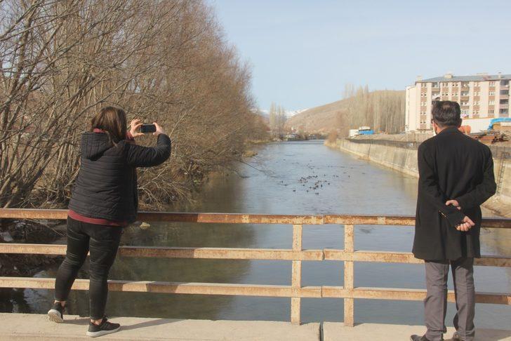 Yeşilbaşlı gövel ördekler Çoruh Nehrini renklendiriyor G3