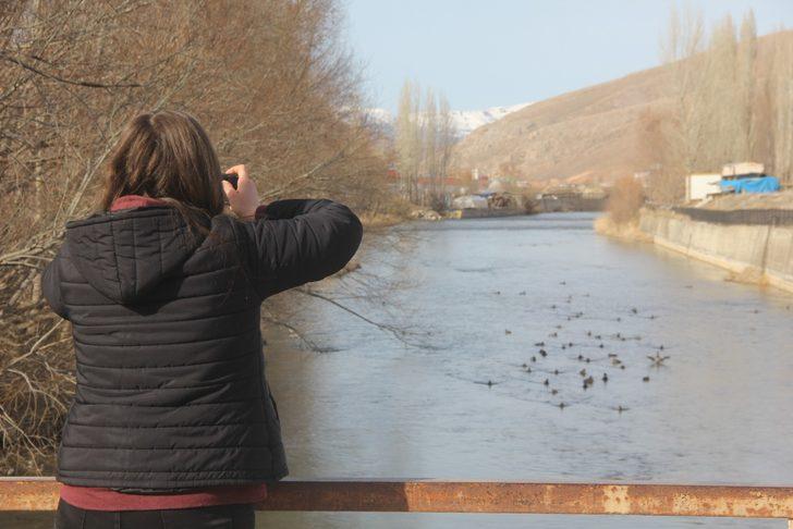 Yeşilbaşlı gövel ördekler Çoruh Nehrini renklendiriyor G4
