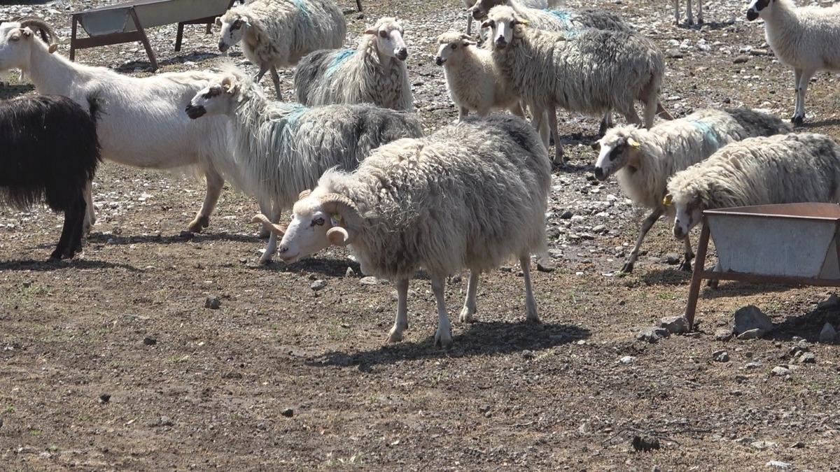 Koyun Ke&ccedil;i D&uuml;nyası, G&ouml;k&ccedil;eada ile sahaya iniyor