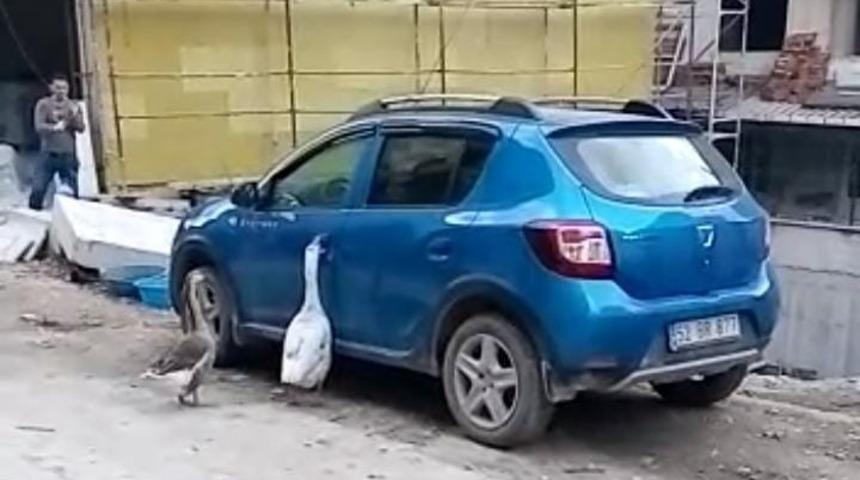 Otomobilin kapısını açmaya çalışan kazlar tebessüm ettirdi