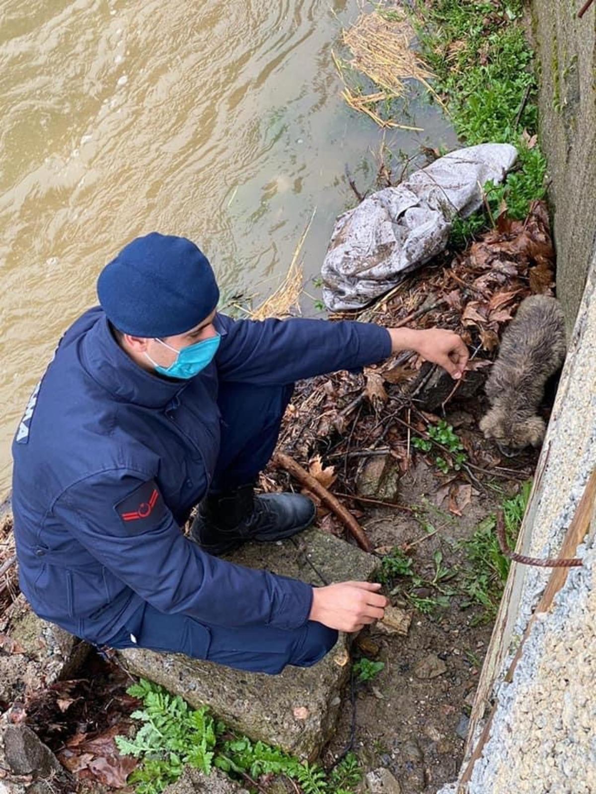 Yavru k&ouml;peği boğulmaktan jandarma kurtardı