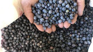 Ardıç meyvesinin yağını çıkarıp, 10 gramını 20 liradan satıyorlar!