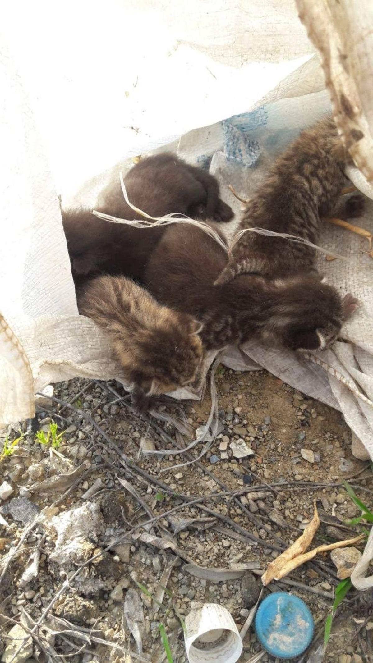 Bursa&rsquo;da &ccedil;uvala konulan yavru kediler &ouml;lmekten son anda kurtarıldı