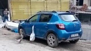 Otomobilin kapısını açmaya çalışan kazlar tebessüm ettirdi