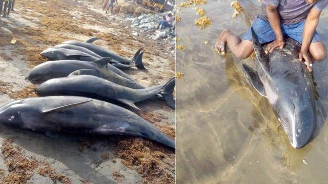 Gana'da 80 yunus kıyıya vurdu