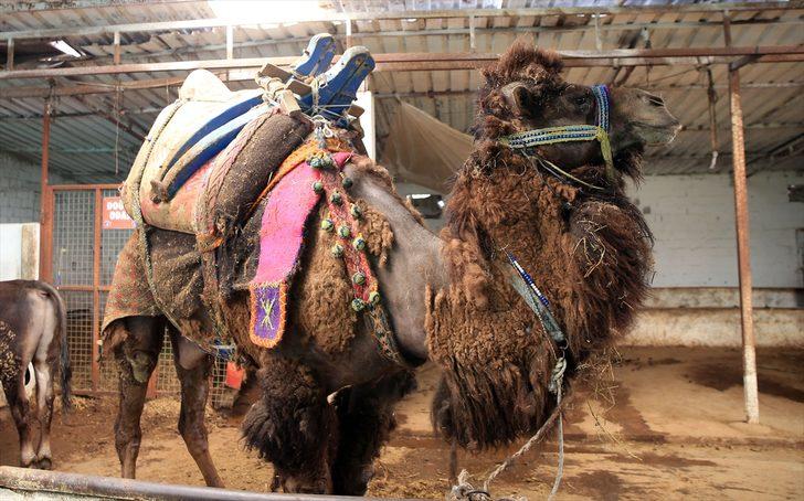 Aydın'ın geleneksel lezzeti "İncirliova deve sucuğu"na coğrafi işaret tescili G4