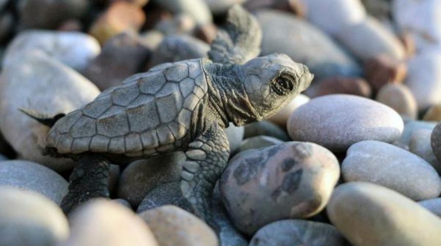Nesli tükenme tehlikesi altında! Caretta carettaların yuvadan çıkış süresi 47 güne düştü