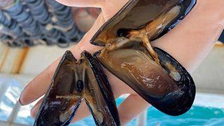 Hibe desteğiyle midye üretim tesisi kurdu