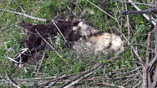 Antalya'da korkunç görüntü! Kokuya giden çoban vahşeti ortaya çıkardı