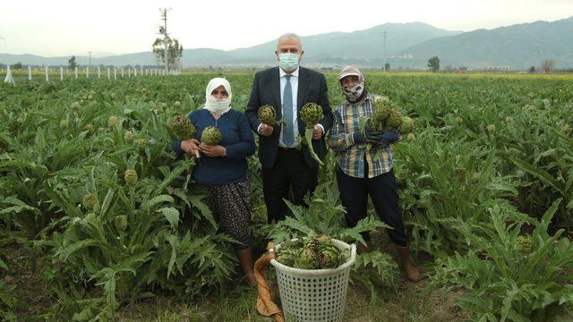 Başkan Atay, enginar hasadına katıldı