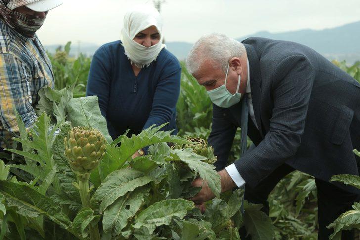 Başkan Atay, enginar hasadına katıldı G3