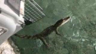 Adana'da şoke eden görüntü! Çiftlik evinden timsah çıktı