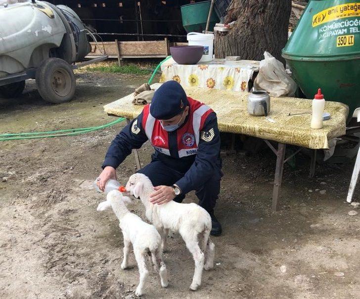 Annelerini kaybeden kuzulara jandarma şefkati G2