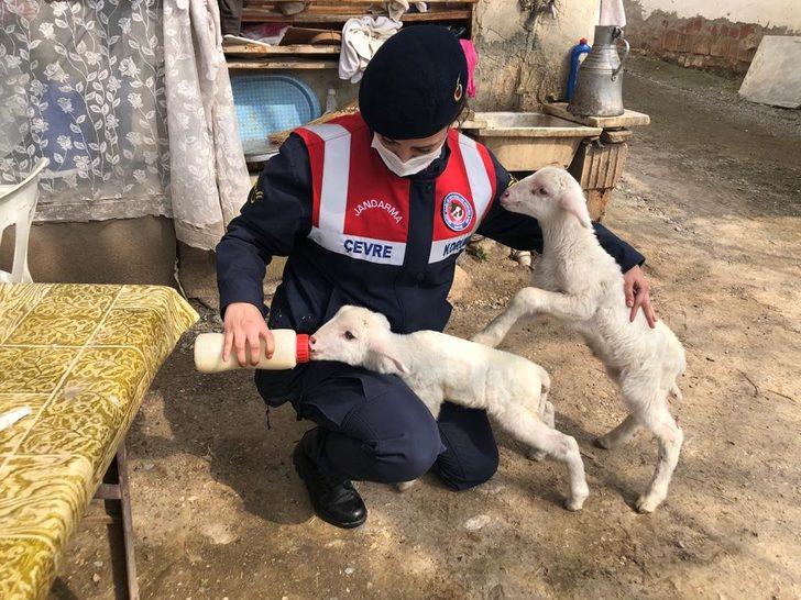 Annelerini kaybeden kuzulara jandarma şefkati G3