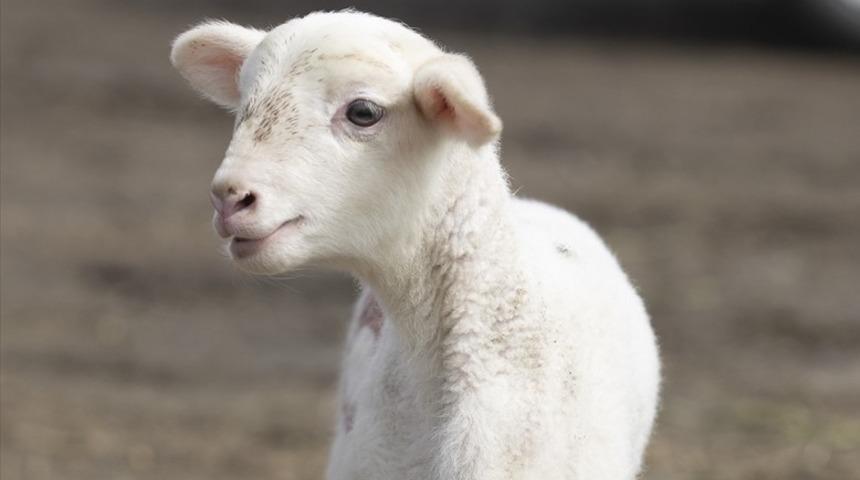 Edirne'de 6 bacaklı doğan kuzu görenleri şaşırttı