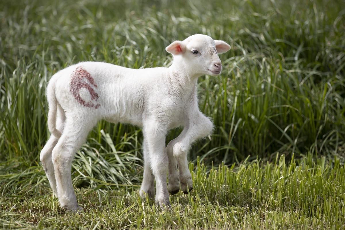 Edirne'de 6 bacaklı doğan kuzu g&ouml;renleri şaşırtıyor