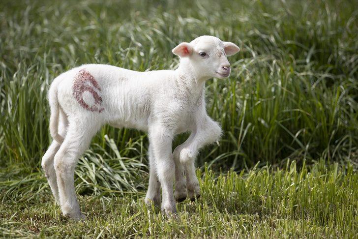 Edirne'de 6 bacaklı doğan kuzu görenleri şaşırtıyor G1