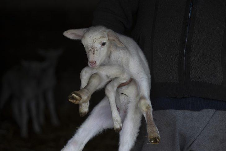 Edirne'de 6 bacaklı doğan kuzu görenleri şaşırtıyor G2
