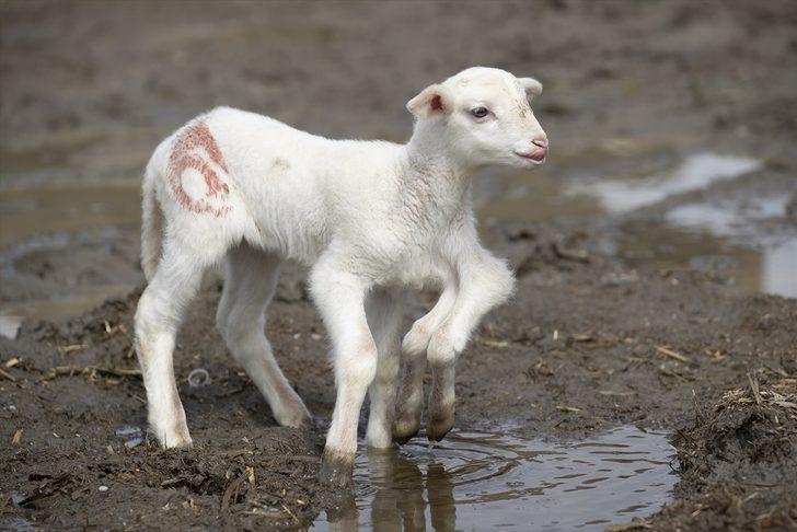 Edirne'de 6 bacaklı doğan kuzu görenleri şaşırtıyor G3