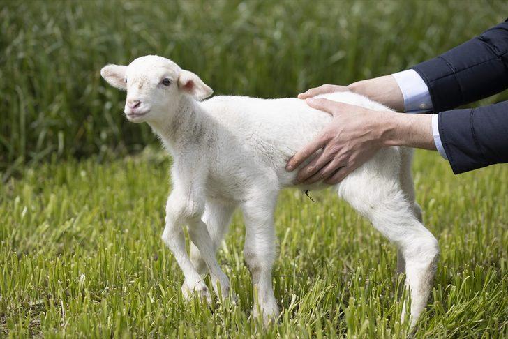 Edirne'de 6 bacaklı doğan kuzu görenleri şaşırtıyor G4