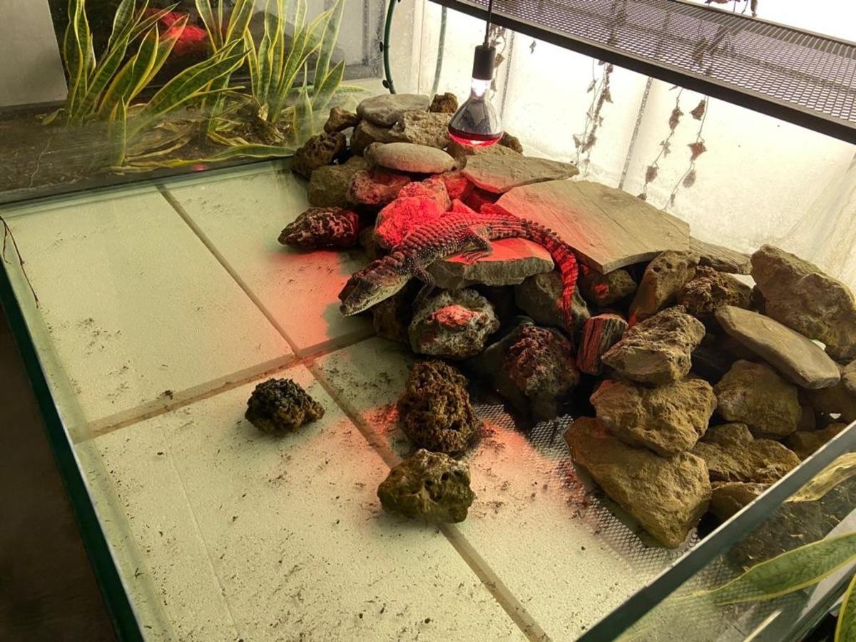 Şehrin g&ouml;beğinde beslenen timsaha el konuldu