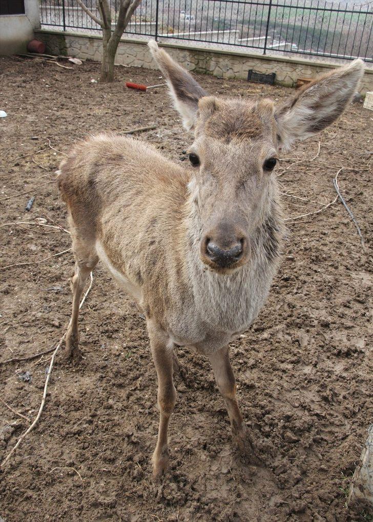 Ayaş'ta yerleşim yerine inen kızıl geyik koruma altına alındı G1