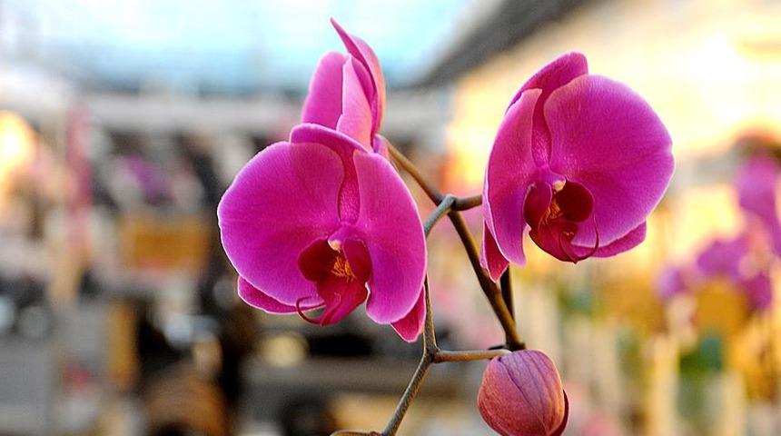 Orkide bakımı nasıl yapılır? Orkide sulama ve çoğaltmanın önemli noktaları