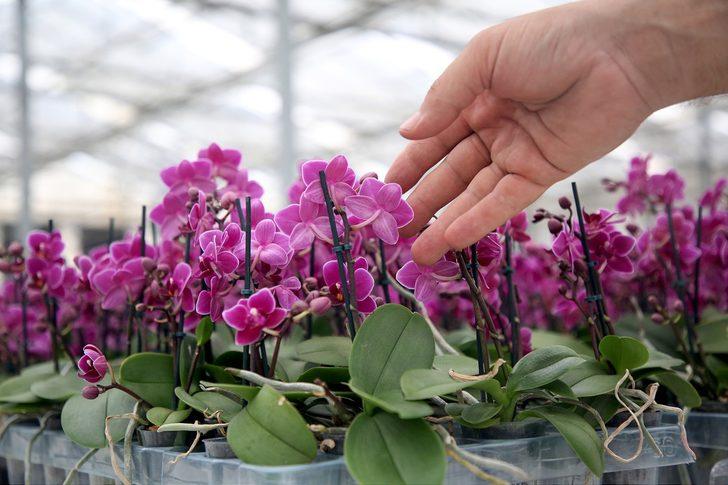 Kırışıklık, kabızlık, adet sancısı, saç dökülmesi... Konfüçyüs'ün 'çiçeklerin kralı' dediği bitki her derde deva G5