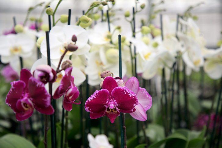 Kırışıklık, kabızlık, adet sancısı, saç dökülmesi... Konfüçyüs'ün 'çiçeklerin kralı' dediği bitki her derde deva G3