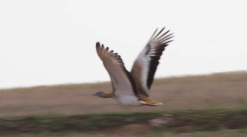 Soyu tükenmek üzere! Türkiye'nin en büyük kuşu olan Toy Kuşu Kırıkkale'de görüldü