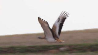 Soyu tükenmek üzere! Türkiye'nin en büyük kuşu olan Toy Kuşu Kırıkkale'de görüldü