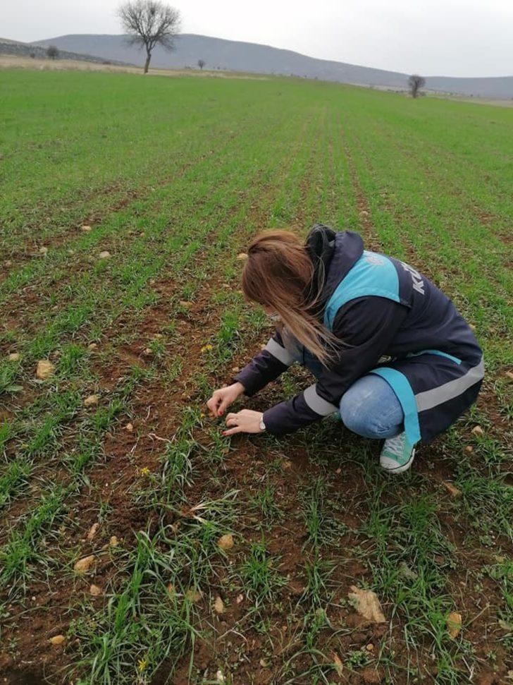 Aslanapa’da ’’Tekfen 2064 Elit 1’’ çeşidi buğday kontrolleri yapıldı G1