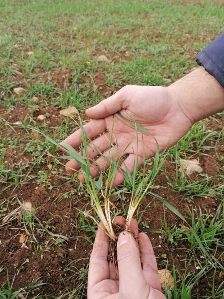 Aslanapa’da ’’Tekfen 2064 Elit 1’’ çeşidi buğday kontrolleri yapıldı G2