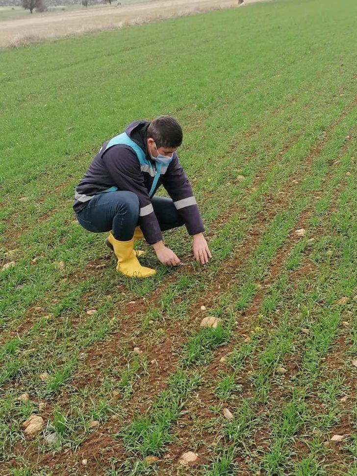 Aslanapa’da ’’Tekfen 2064 Elit 1’’ çeşidi buğday kontrolleri yapıldı G3