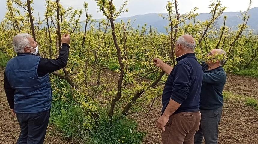 Ödemiş’te erken çiçek açan eriği soğuklar vurdu