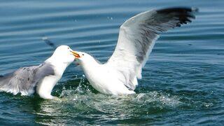 Van Gölü'nde martıların yemek kavgası böyle görüntülendi