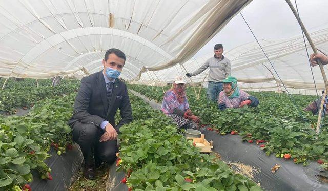 Kaymakam Alpay çilek üreticilerine bereketli sezon dileğinde bulundu